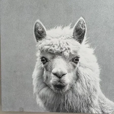 Appartement Eulennest Drolshagen